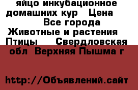 яйцо инкубационное домашних кур › Цена ­ 25 - Все города Животные и растения » Птицы   . Свердловская обл.,Верхняя Пышма г.